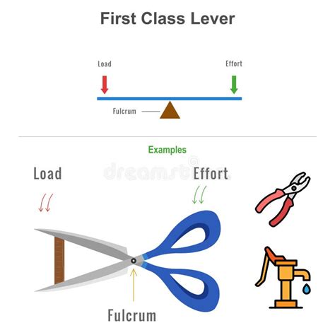 First Class Lever with the Examples Vector Illustration Stock Vector ...