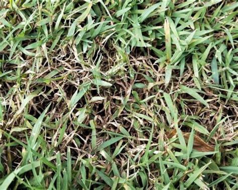 How to Get Rid of Dollar Spot in Lawns | Diseases | Yates Australia