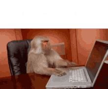 Monkey Keyboard GIFs | Tenor