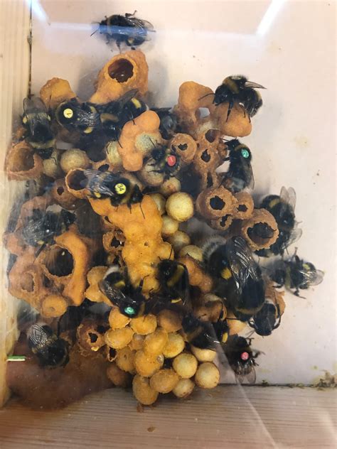 Bumblebee hive I am currently researching (the colourful dots are the ...