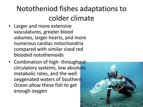 PPT - LOSER: Antarctic Notothenioid Fishes PowerPoint Presentation - ID:2439246