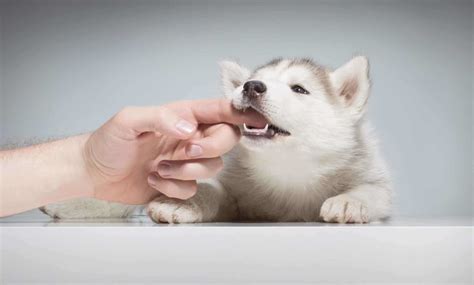 How Long Is The Biting Stage For Puppies