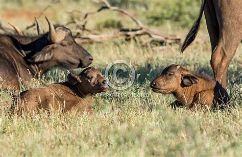 Two African Buffalo Calves – Wildlife Reference Photos for Artists