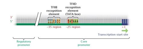 Dna Transcription Promoter