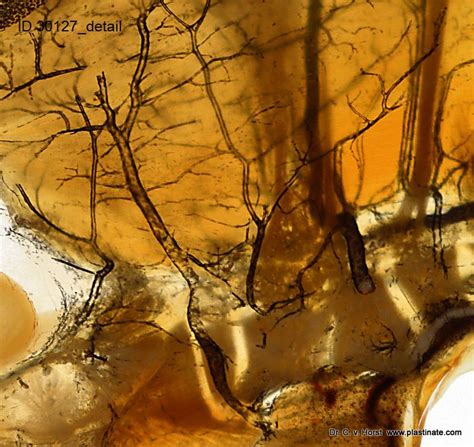 Blood vessels Archives - Plastination Anatomy Embedding