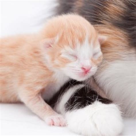 Caring for Newborn Kittens | ThriftyFun