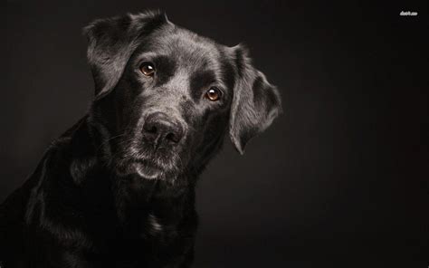 Black Labrador Wallpapers - Wallpaper Cave