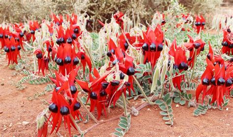 10+ Sturt's Desert Pea Seeds Swainsona formosa Native Wildflower | eBay