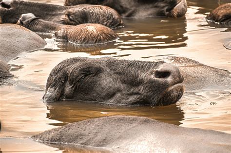 Water Buffalo on Water · Free Stock Photo