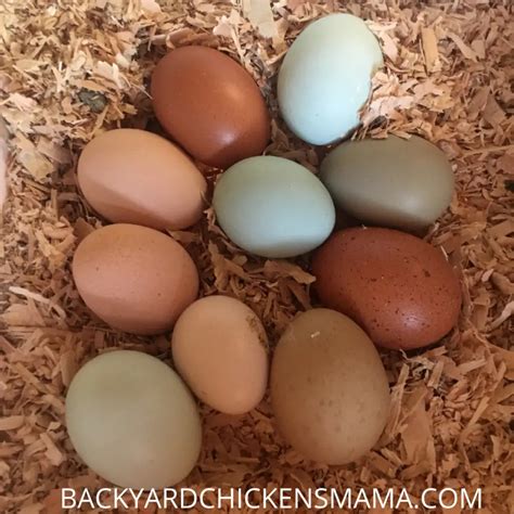 6 Best Breeds that Will Lay Beautiful Blue Chicken Eggs