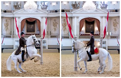 6 Terrific Ways to See the Lipizzaner Stallions of Vienna In Real Life