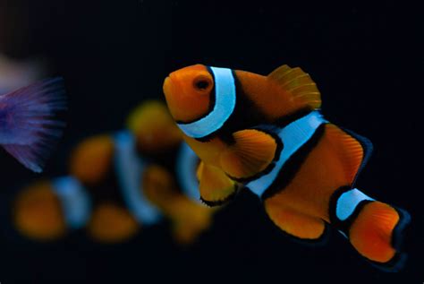 Clownfish Explained - Clownfish Biodiversity: An Introduction