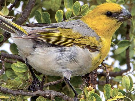 Hawaii Island’s Most Endangered Bird: The Palila - Horizon Guest House