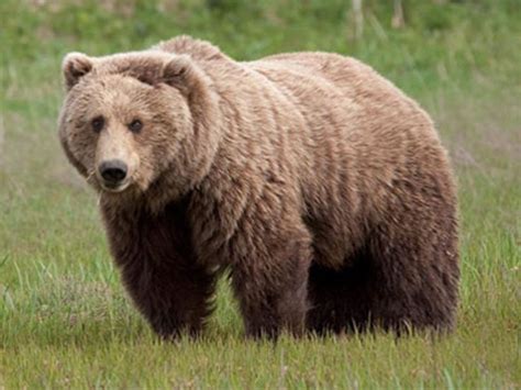 Kishtwar High Altitude National Park - in Jammu &Kashmir, India | Brown bear, Bear pictures ...