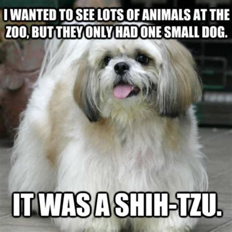 15 Terrible/Wonderful Dog Puns to Torture Your Friends With | Playbuzz