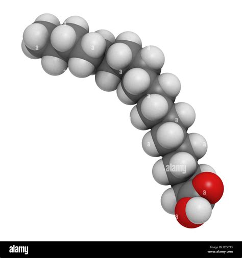 Saturated Fat Molecule Model