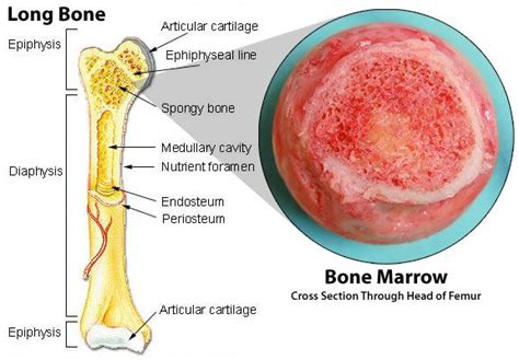 Pin on Human Anatomy