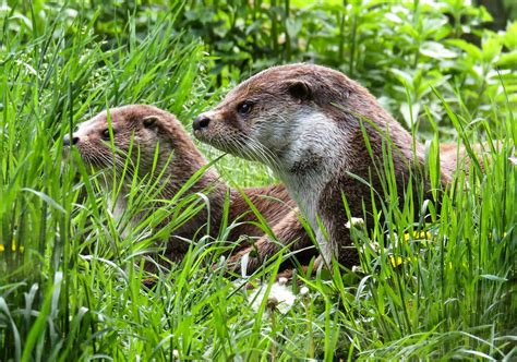 Otter Animals Water - Free photo on Pixabay - Pixabay