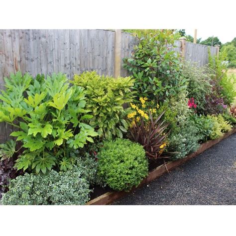 Evergreen Flowering Shrubs For Sunny Border - Okejely Garden Plant