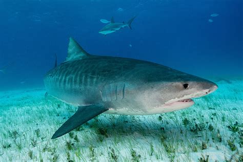 The most dangerous sharks in the world | WorkBoat