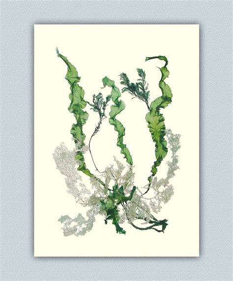 Seaweed art Natural pressed seaweed Original collage