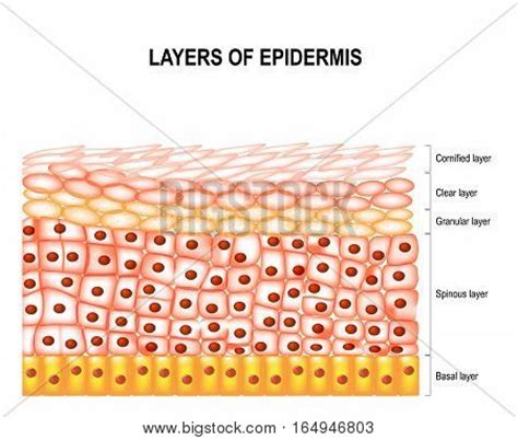 Layers Epidermis : Vector & Photo (Free Trial) | Bigstock