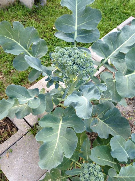 Garden fresh broccoli - can't beat it! [Spring 2012] | Plant leaves, School garden, Native plants