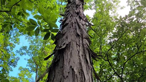 Total Guide To Shagbark Hickory Tree – What You NEED To Know – GrowIt BuildIT