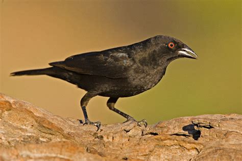 Bronzed Cowbird (Molothrus aeneus)