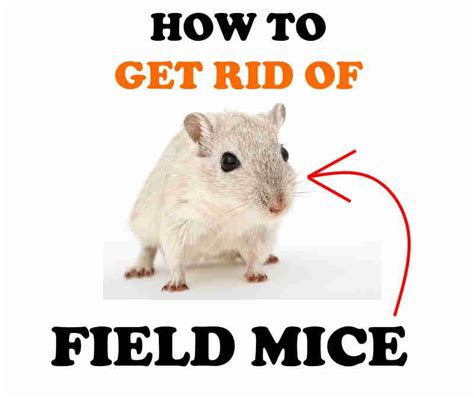 How to Get Rid of Field Mice Naturally (DIY Home Remedies) | BugWiz