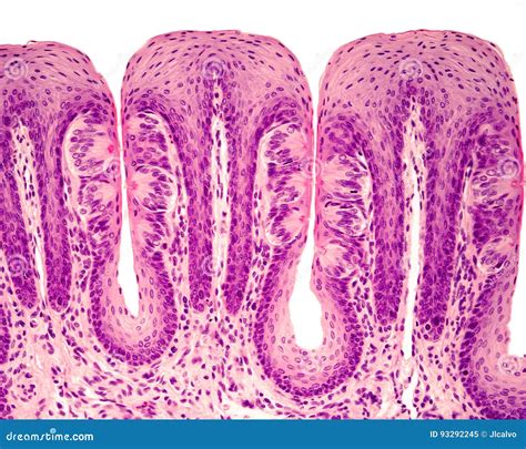 Taste buds stock image. Image of gustatory, papillae - 93292245