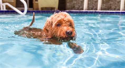 How to Teach Your Dog to Swim: 6 Tips to Make Swimming Fun!