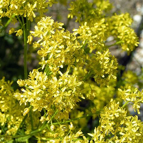 Woad seeds - isatis tinctoria – Julie Sinden Handmade & The Love of Colour