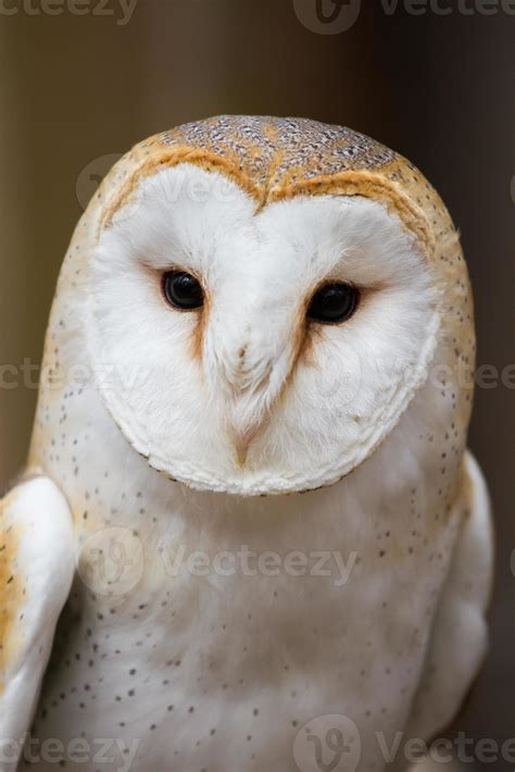 Portrait of a British Barn Owl 757631 Stock Photo at Vecteezy