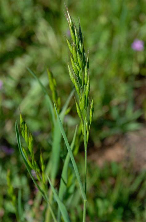 Bromus racemosus (bald brome): Go Botany