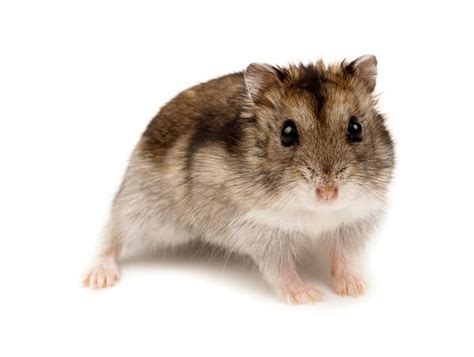 Dwarf Hamster - Facts and Beyond | Biology Dictionary