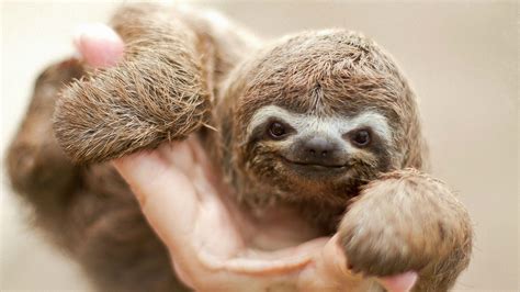 Cute Sloth Wallpaper (67+ images)