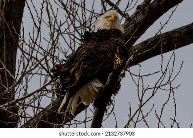 Bald Eagle Natural Habitat Around Their Stock Photo 2132737903 ...