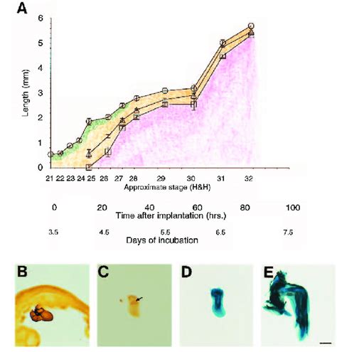 Proximodistal pattern of muscle formation in the chick wing bud. The... | Download Scientific ...