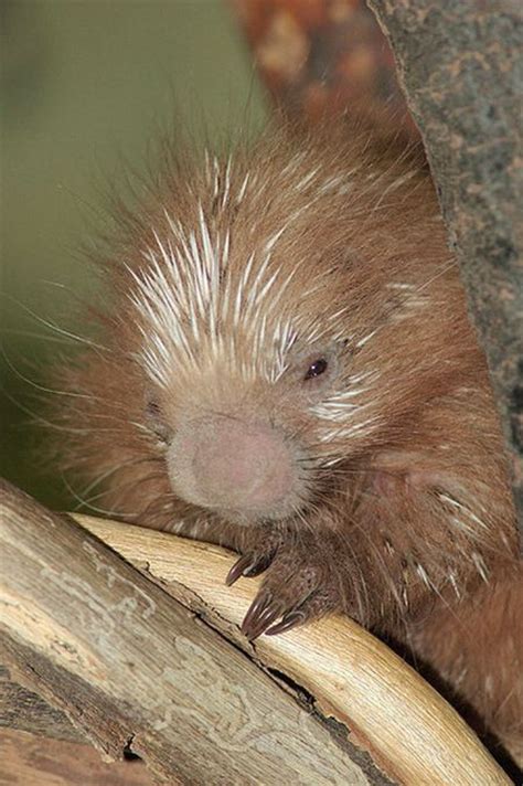 Cute Baby Porcupines (34 pics)