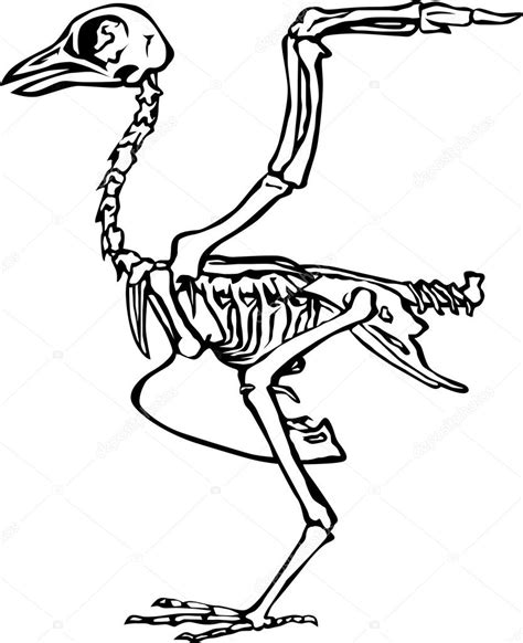 Bird skeleton Stock Vector by ©Dr.PAS 6260635