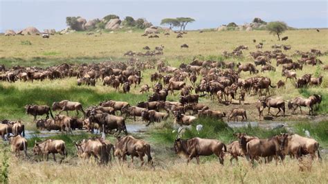 North Serengeti Migration Safari in Tanzania - eXplore Plus