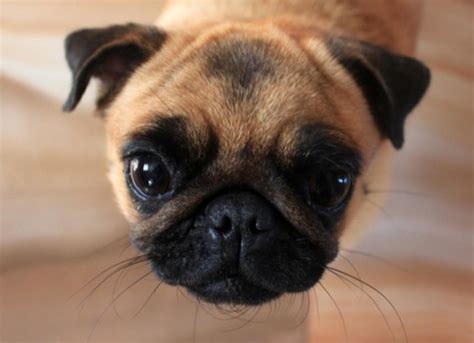 Causes and Treatment for Dry Nose in Dogs | PetMD