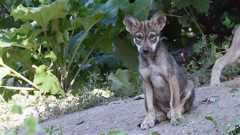 PHOTOS: Mexican Gray Wolf puppies | abc7chicago.com