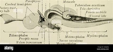 Tectum mesencefalo fotografías e imágenes de alta resolución - Alamy