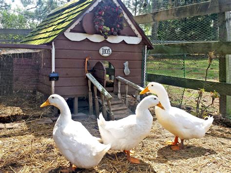 A Guide to Duck Houses | HGTV