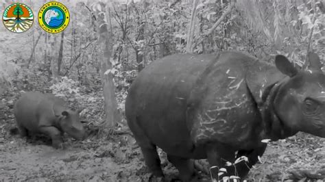 Baby Javan rhino caught on camera in Indonesia