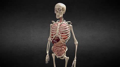 Animated human body anatomy - deep3dsea