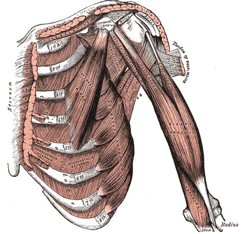 Trunk Muscles | Boundless Anatomy and Physiology