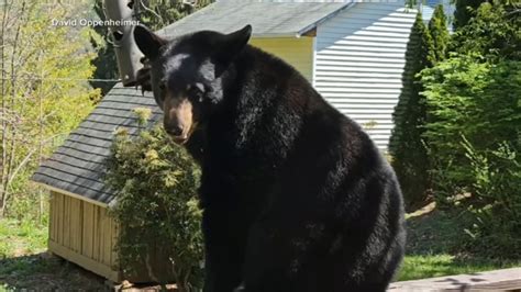 Do black bears attack humans? 74-year-old woman injured in bear attack ...